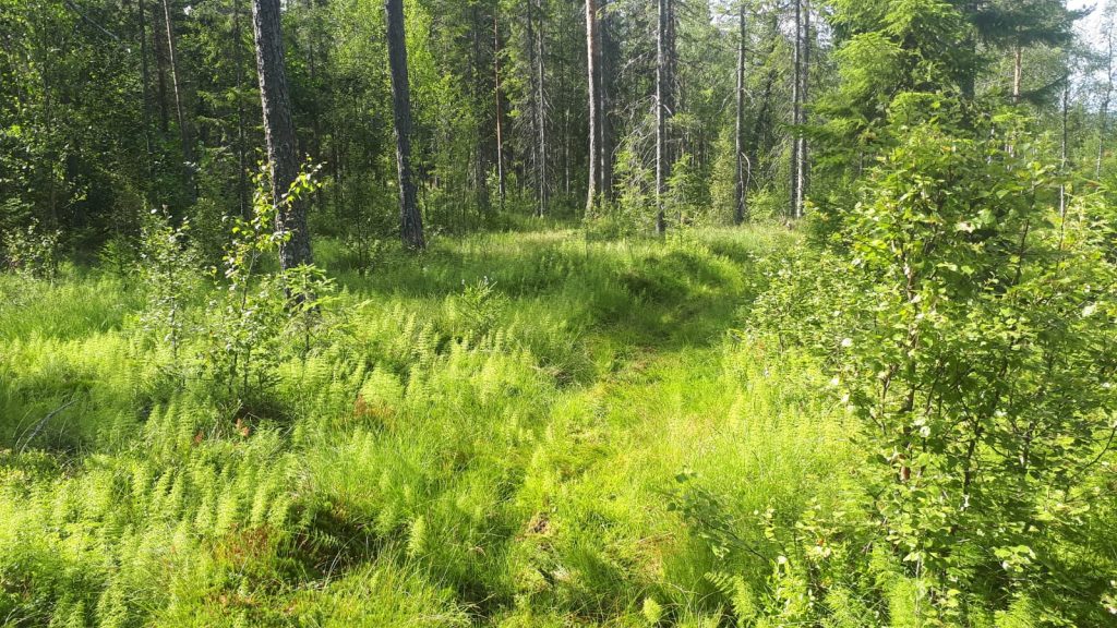 wandelpad in zweeds bos
