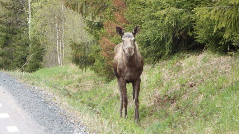 eland langs de weg