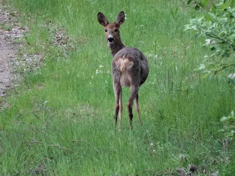 hert in het gras