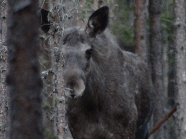 eland verstopt tussen de bomen