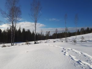sporen van een sneeuwschoenwandeling in de sneeuw